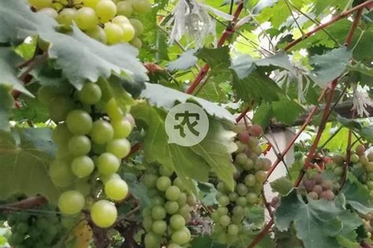 葡萄树施什么肥最好