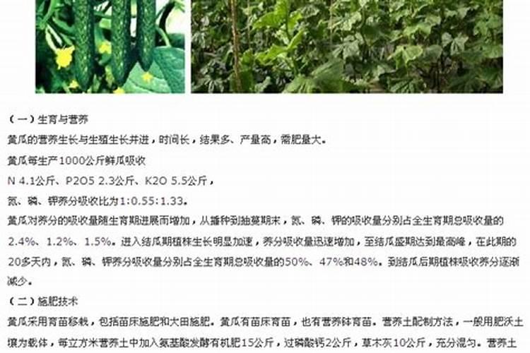 黄瓜每个阶段怎样施肥