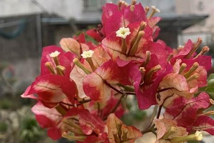 杜鹃花施什么肥最好 适合用什么肥料