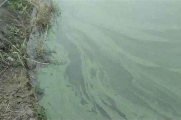 尿素兑水正确方法