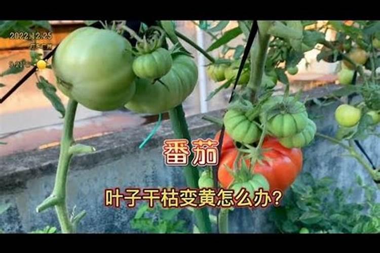 钙肥对辣椒有什么作用？