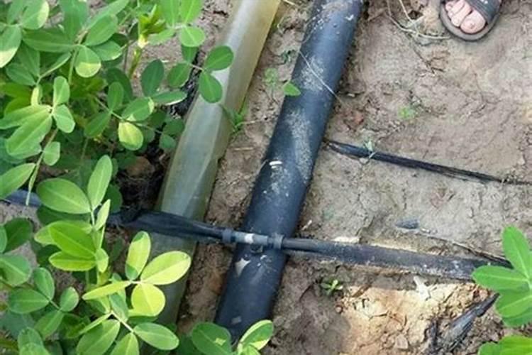 地栽月季多久施肥一次