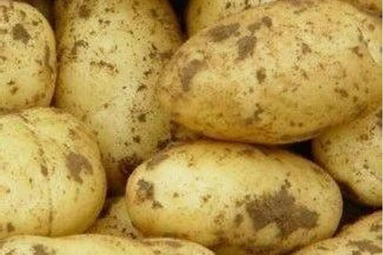 如何对豇豆施肥？