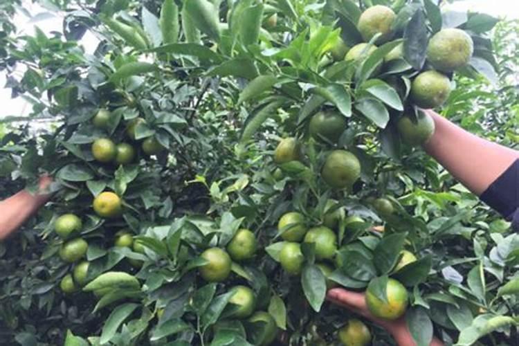 腐植酸,海藻酸和氨基酸有啥不一样？