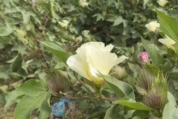 棉花后期喷什么叶面肥