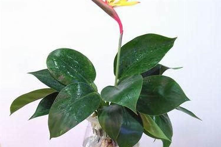 天堂鸟的养殖方法与注意事项