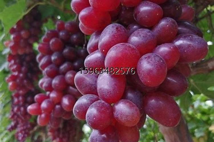 东北适合种植什么品种葡萄？