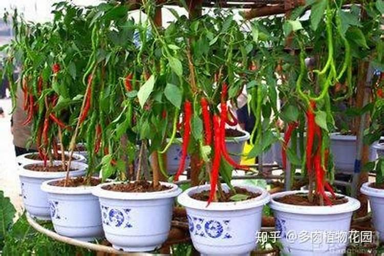 花生要施几次肥料