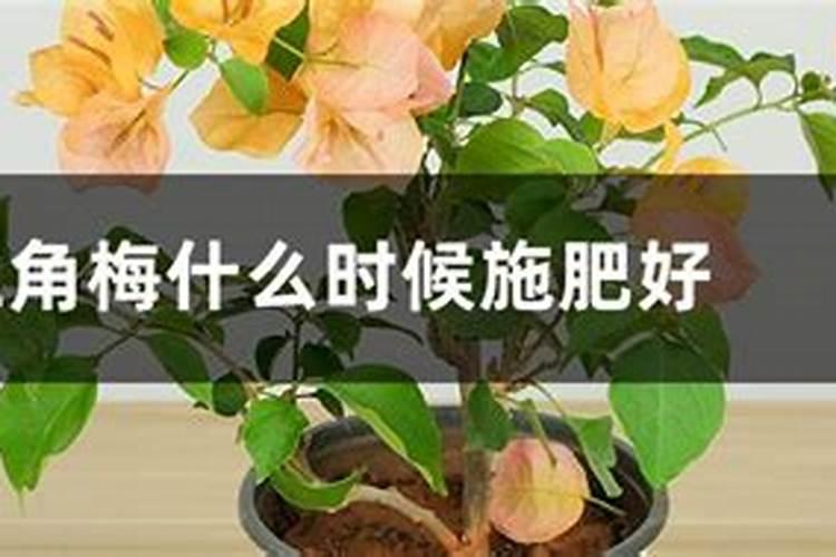 碰碰香多久浇一次水