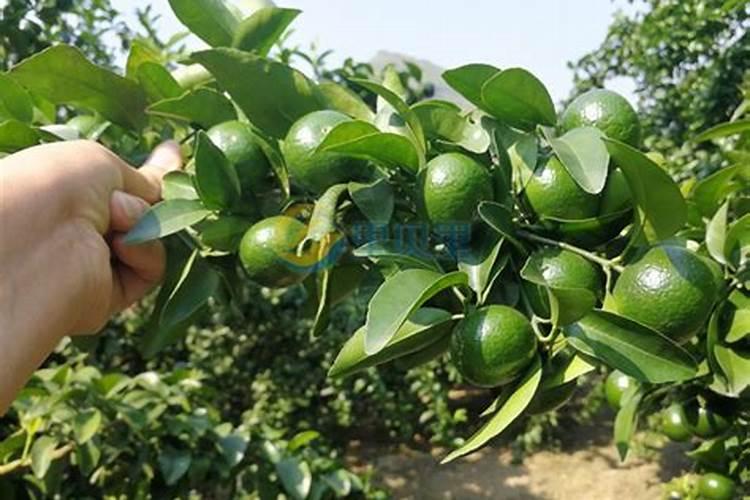 露地西瓜每亩一次需要浇水多少方呢？