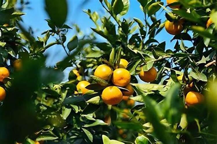 十月份沙糖桔偏小还能长大吗