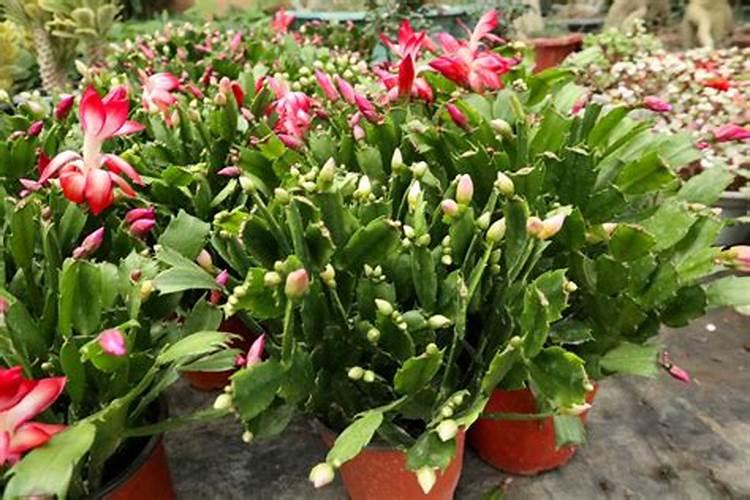 蟹爪兰什么时间施肥