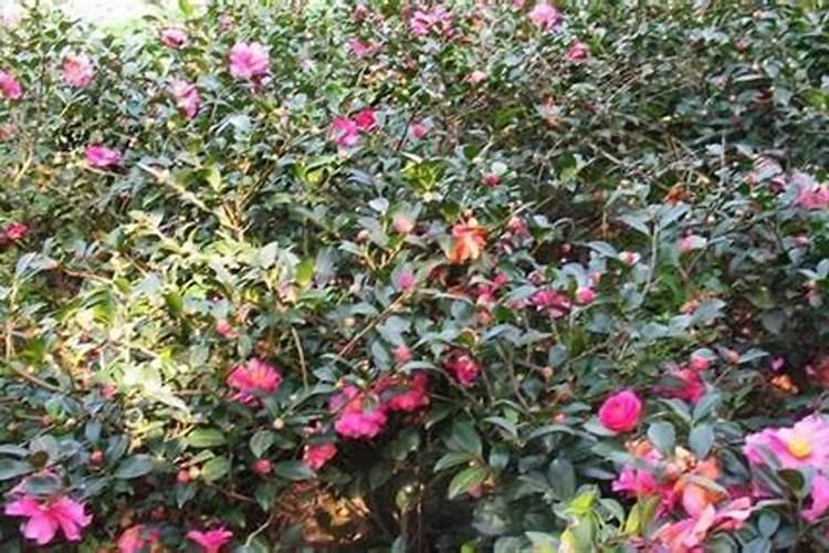 茶梅花施什么肥最好