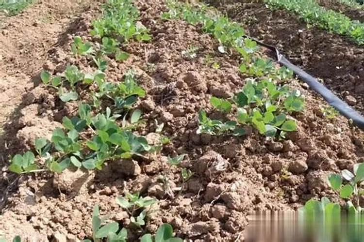 又一代新型钙剂的诞生—多肽钙