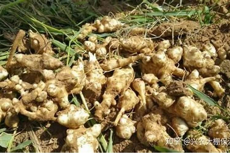 种甜叶菊用什么肥料