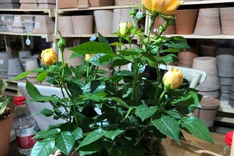 月季叶子掉光了怎么补救