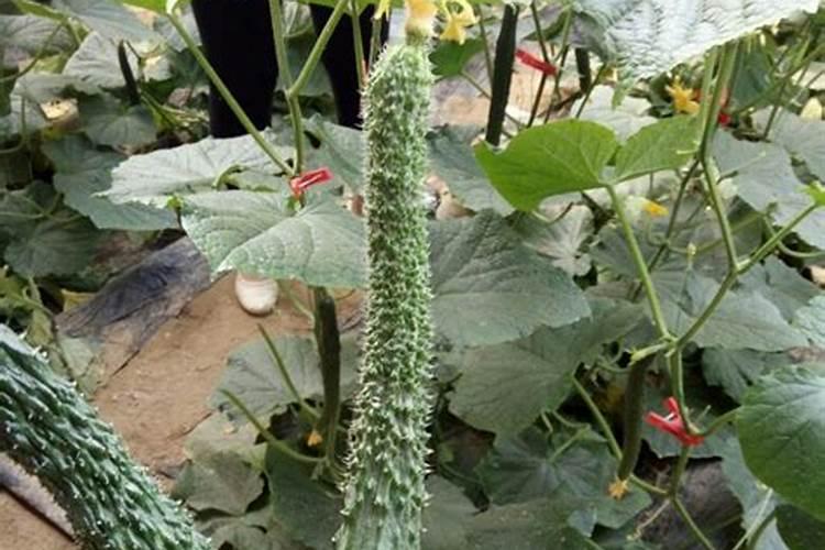 黄瓜钾肥过量的危害