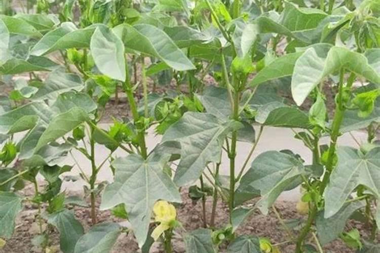 植美村护肤品怎么样？使用之后效果如何？