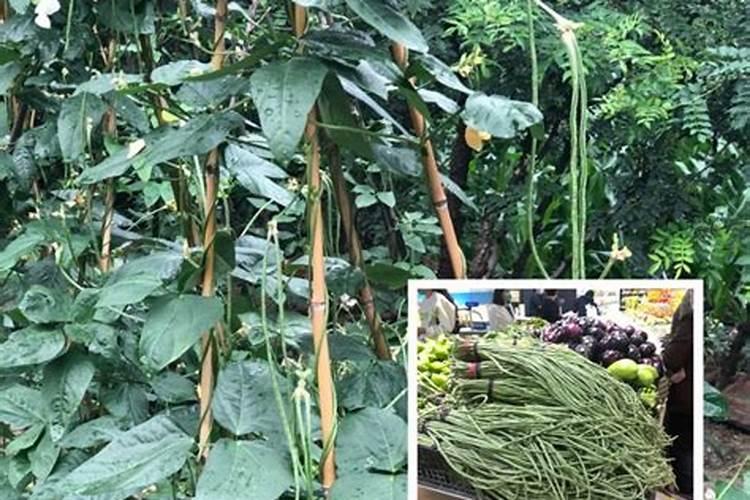 花生饼怎么做肥料养花