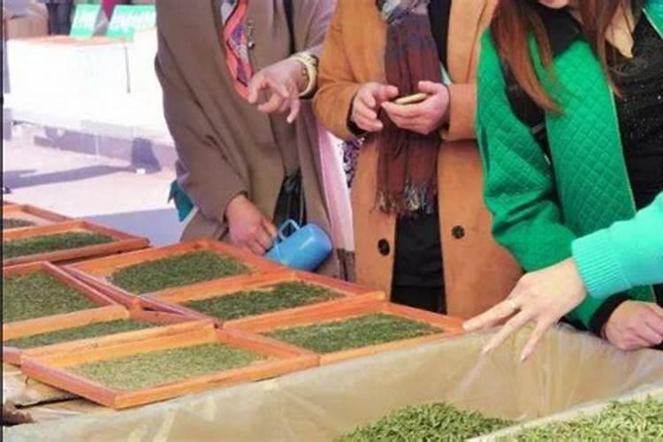茶叶施磷肥选什么肥 茶叶施磷肥选哪种肥