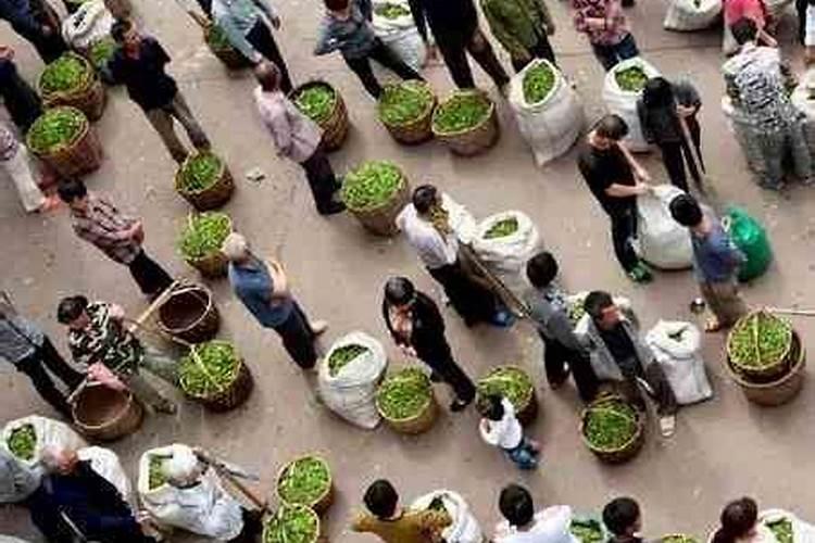 茶叶专用肥能用来种菜吗？