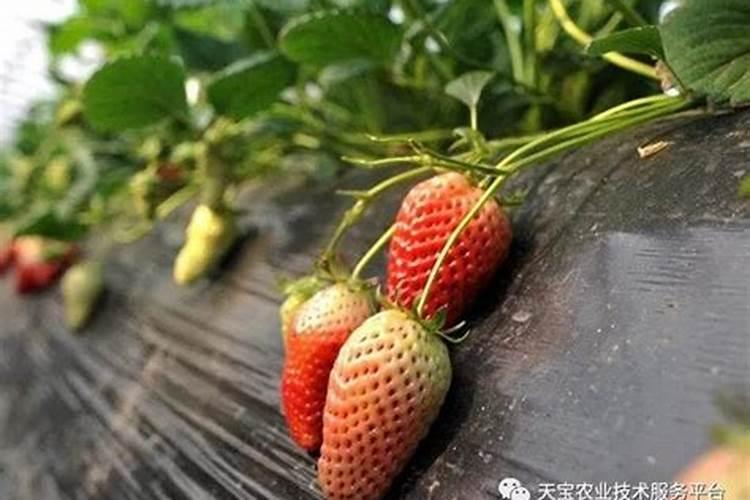春季草莓旺长应该怎么办,苗期用什么水溶肥比较好