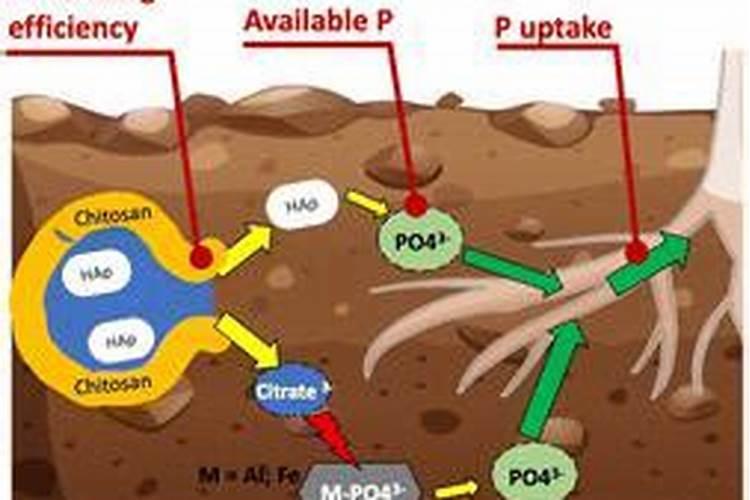 追肥一般用什么肥料
