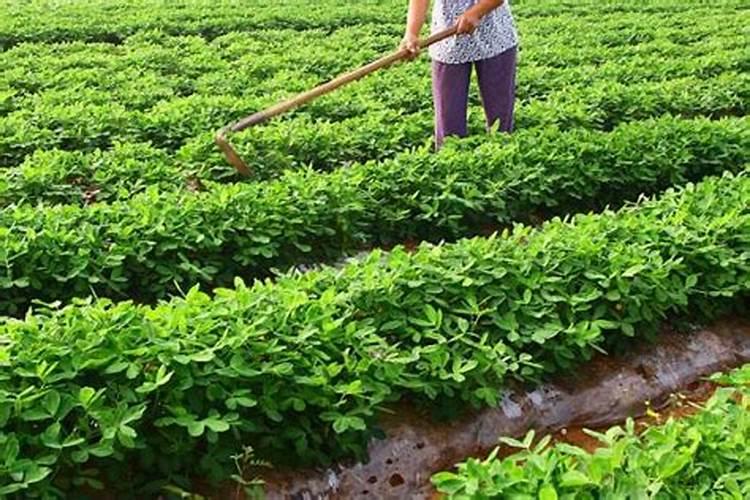 鲁南地区种植花生什么时候追肥合适