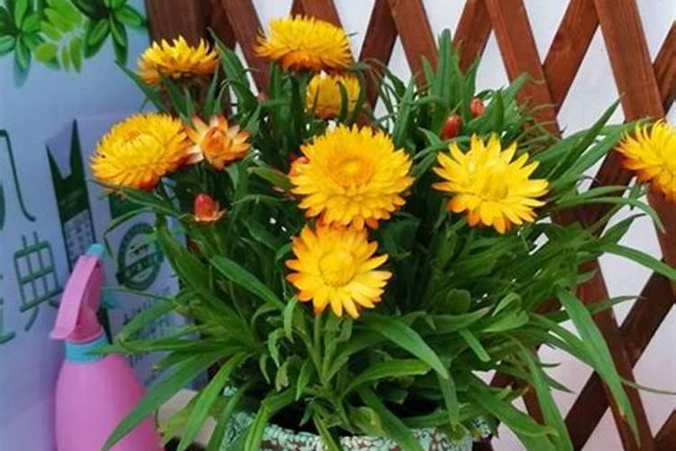 菊花有花蕾时能用磷酸二氢钾喷叶面肥吗