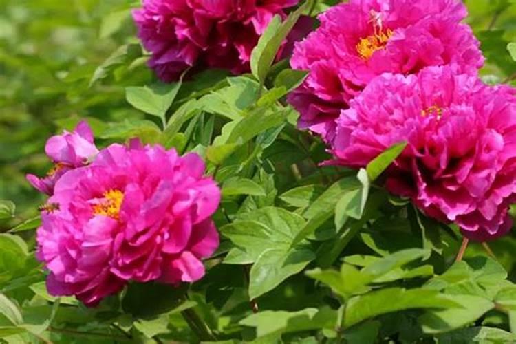 牡丹花可以喷叶面肥吗 注意事项有哪些