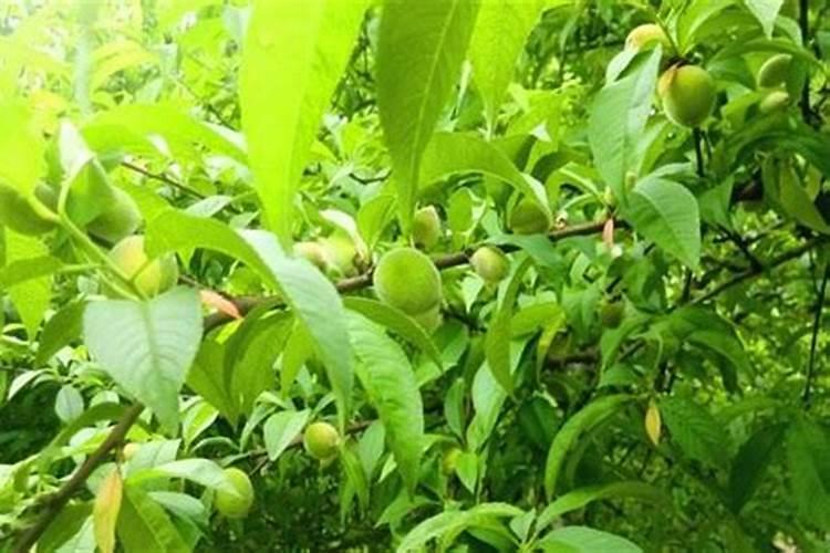 桃子结果后怎样管理