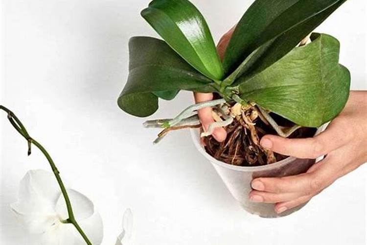 蝴蝶兰施什么肥开花多