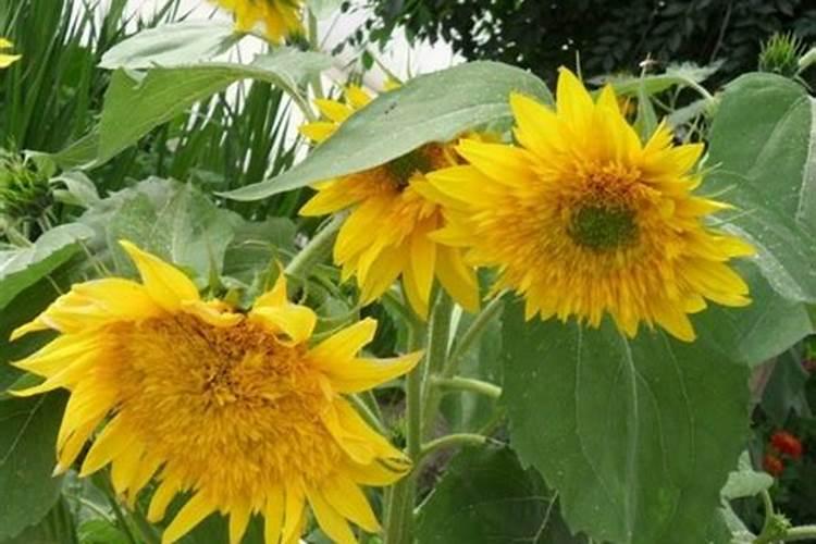 发酵的肥料太臭怎么办