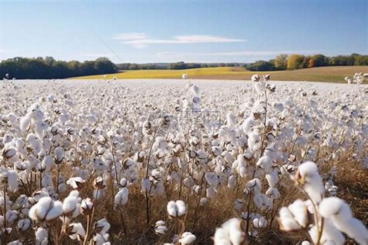 土豆专用肥里含氯可以吗