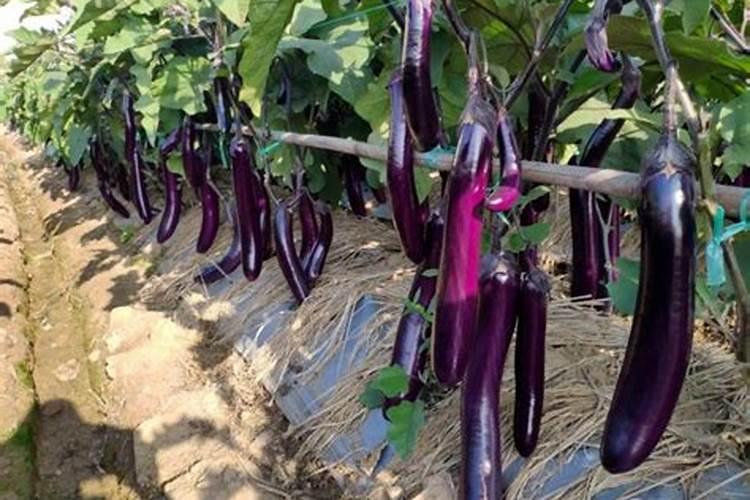 吉林到庄河兰店多少公里