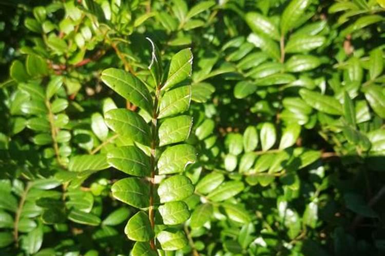 葡萄种植管理要点:水溶肥