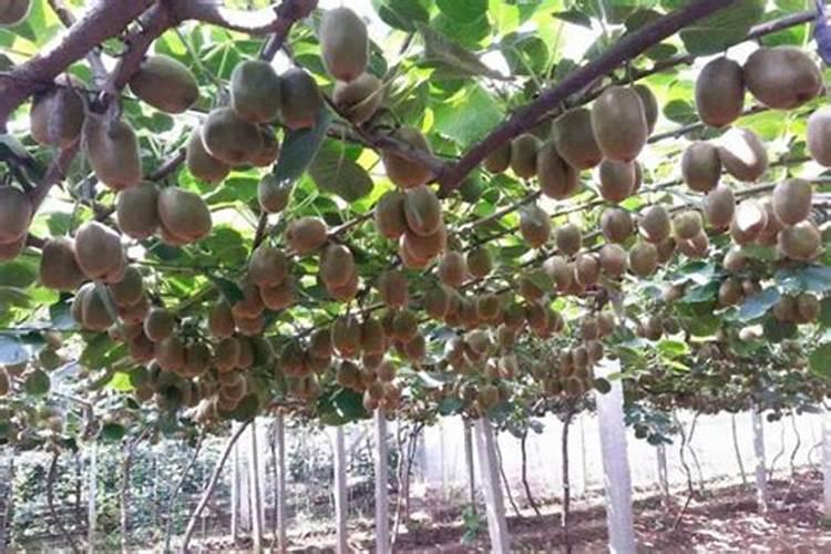 为什么卖甘蔗要削甘蔗皮