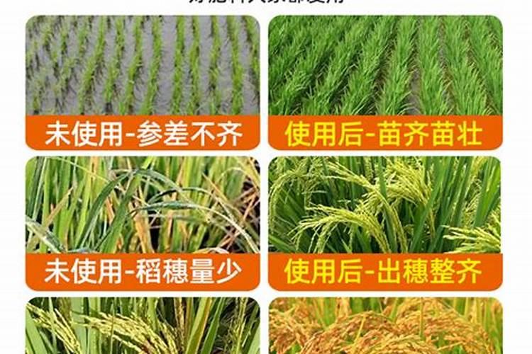 多芬洗发水怎么样？