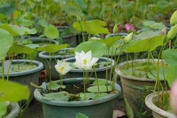 碗莲要开花需要施什么肥
