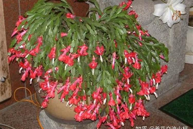 芸苔素多久喷一次,什么时候不能喷,什么情况下使用