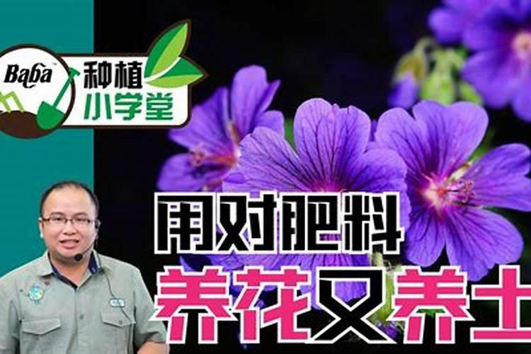 蜜柚不同生长阶段怎么施肥 施肥技巧总结