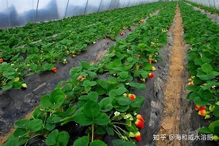家庭怎样自制氮磷钾肥