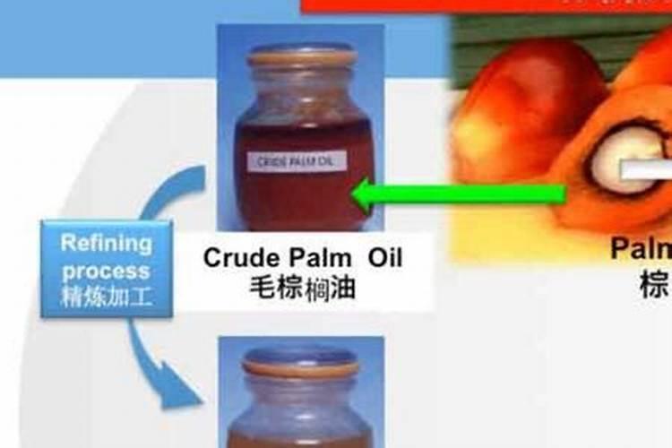 棕树的种植和管理技术