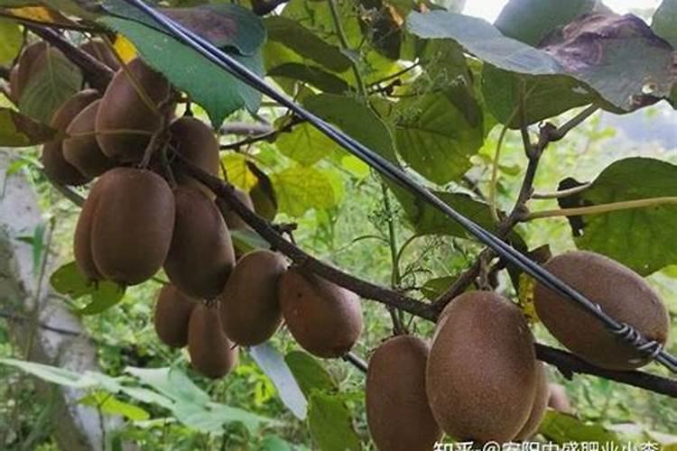 液体氮肥的使用方法