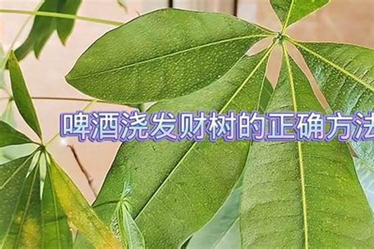 玉树什么肥养殖长得快,不同时期的施肥方法注意事项