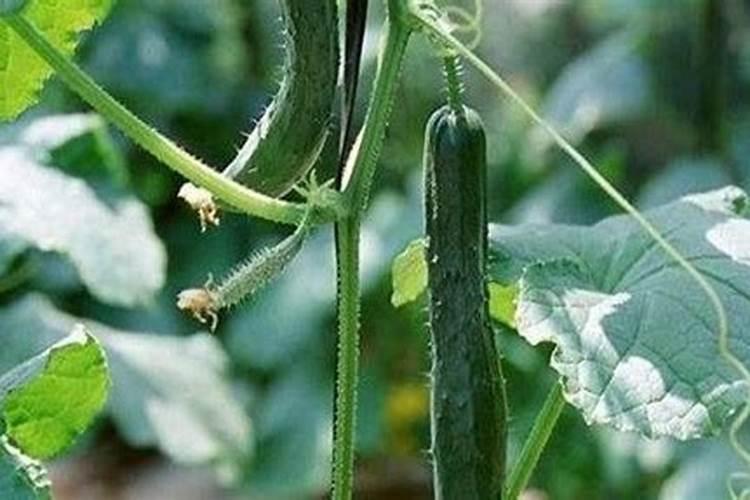 温室秋延茬黄瓜瓜秧徒长结瓜少、产量低的主要原因都有哪些？