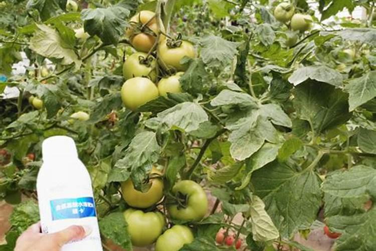 通用营养液可以浇多肉吗