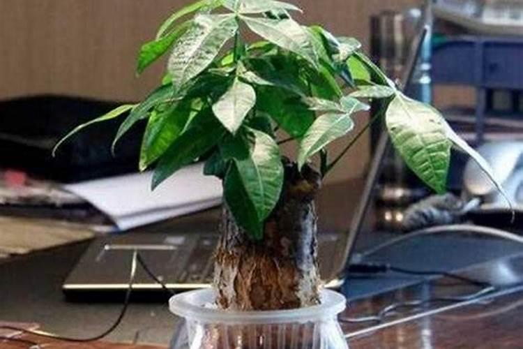 芭蕉怎么催熟最快 芭蕉催熟的方法介绍