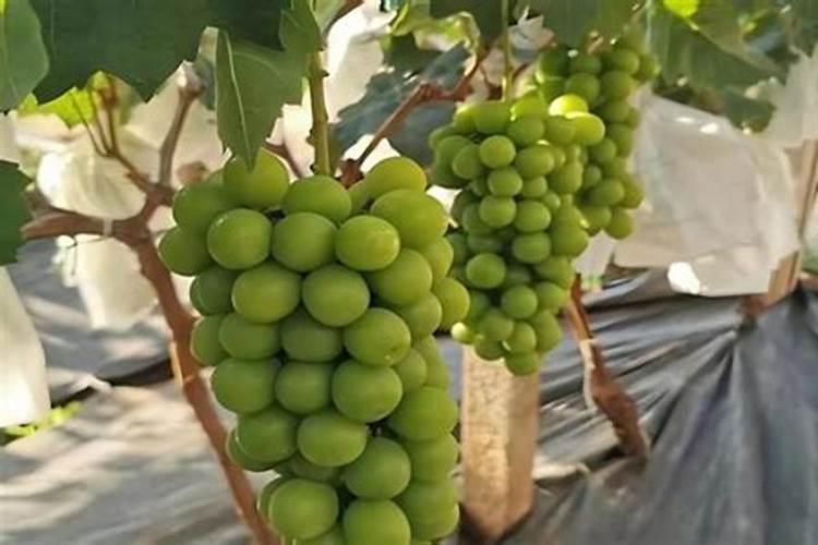 树葡萄为什么不会开花结果？