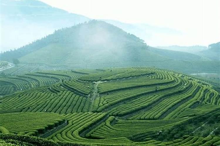 我是河北地种什么果树好